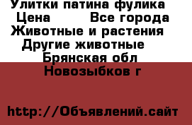 Улитки патина фулика › Цена ­ 10 - Все города Животные и растения » Другие животные   . Брянская обл.,Новозыбков г.